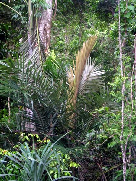 File:Arenga australasica03.jpg