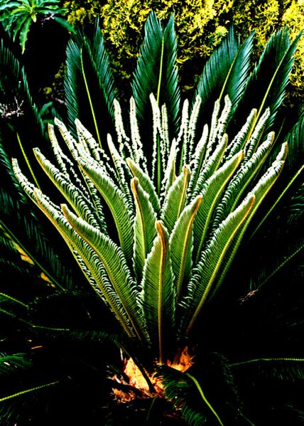 File:Cycas revolutaB.jpg