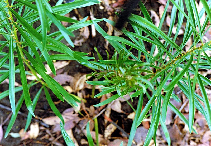 File:Macrozamia fawcettii13.jpg