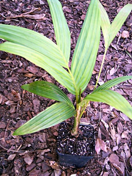 File:Pinanga insignis.jpg