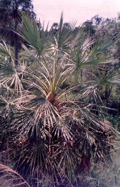 File:Copernicia albaL.jpg