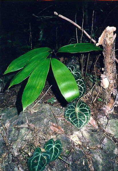 File:Zamia splendensL-01.jpg