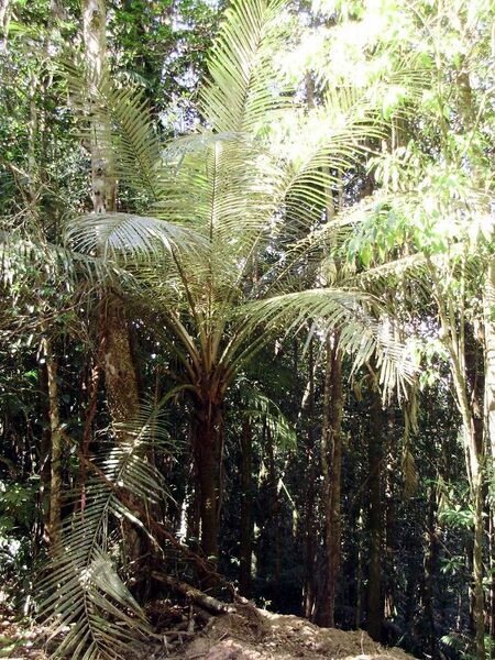 File:Oraniopsis appendiculata.jpg