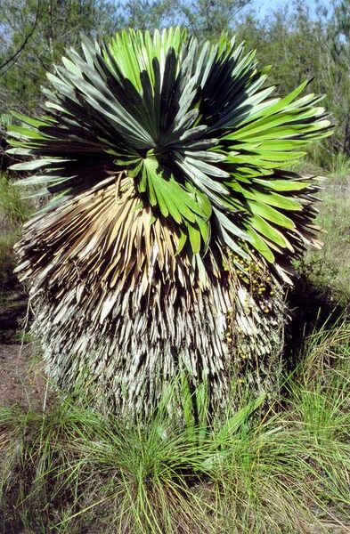 File:Copernicia cowellii.jpg
