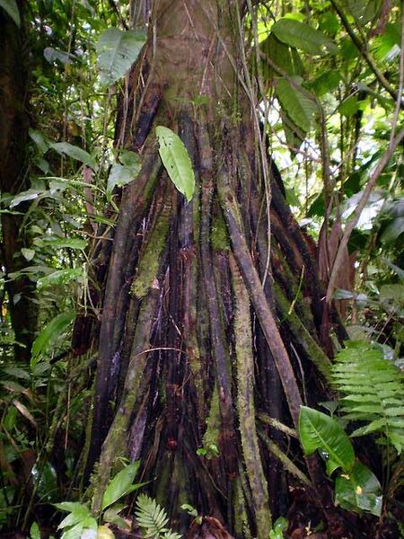 File:Iriartea deltoidea06.jpg