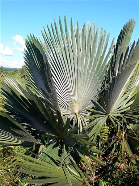 File:Trithrinax acanthocoma03.jpg