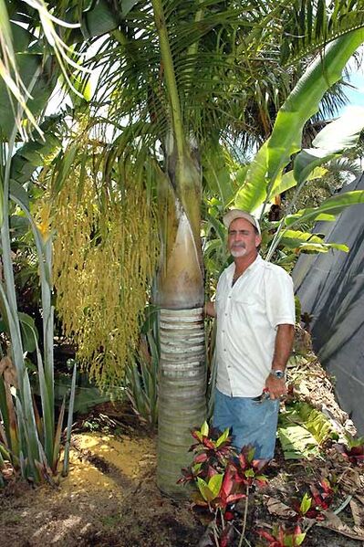 File:Dypsis carlsmithii02.jpg