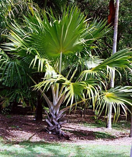 File:Latania verschaffeltii.jpg