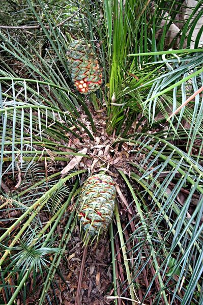 File:Macrozamia montana10.jpg