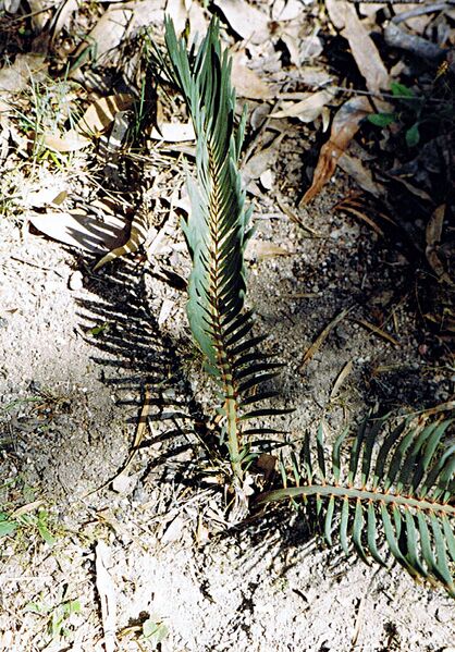 File:Macrozamia secunda02.jpg