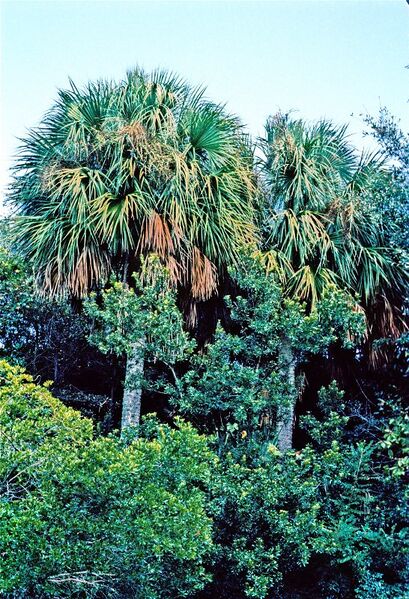 File:Sabal palmetto08.jpg