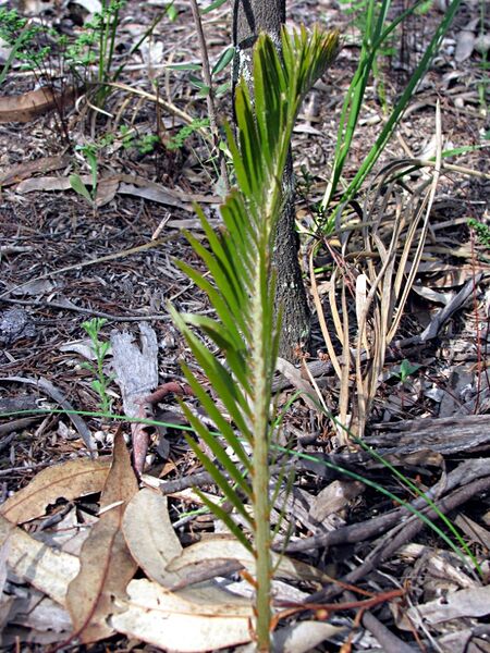 File:Macrozamia secunda03.jpg