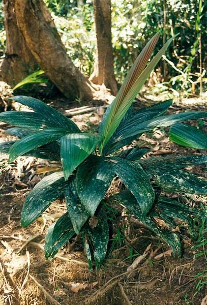 File:Calyptrocalyx pauciflorus.jpg