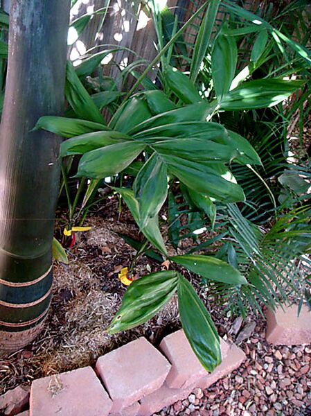File:Chamaedorea crucensis.jpg