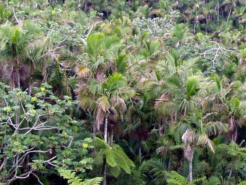 File:Prestoea acuminata.jpg