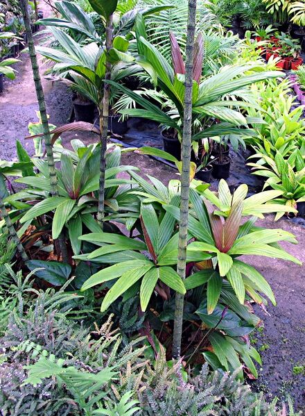 File:Dypsis bosseri03.jpg