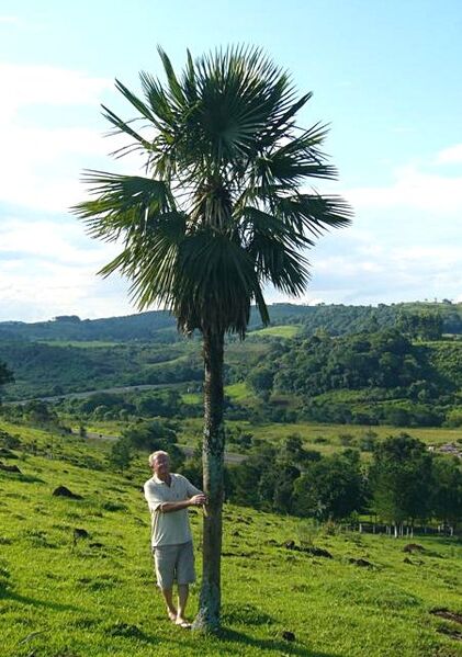 File:Trithrinax acanthocoma.jpg