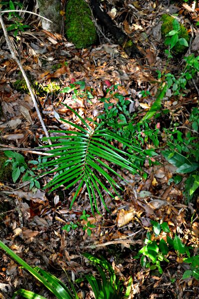 File:Ceratozamia kuesterianaB09.jpg