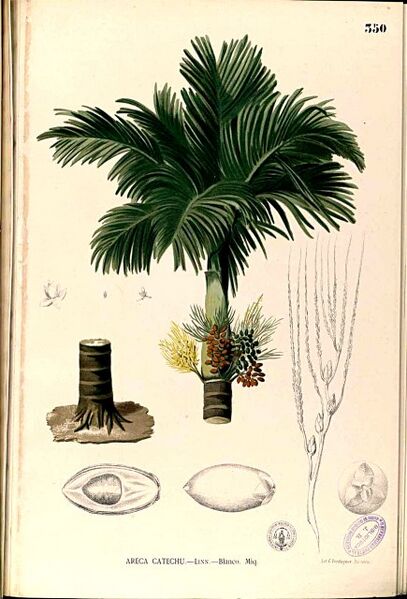 File:Areca catechuB02.jpg
