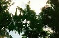 Thumbnail for version as of 08:42, 9 June 2024