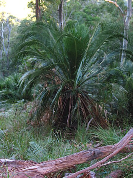 File:Macrozamia johnsonii02.jpg
