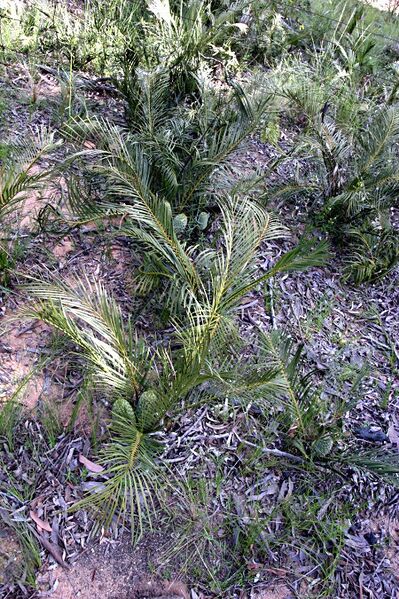 File:Macrozamia diplomera10.jpg