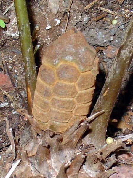 File:Zamia standleyi04.jpg