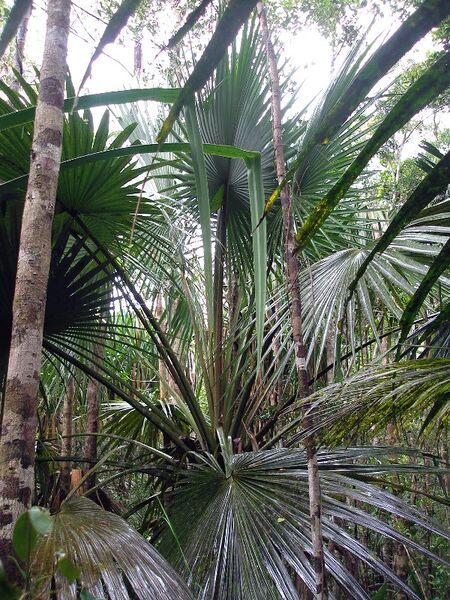 File:Satranala decussilvae.jpg