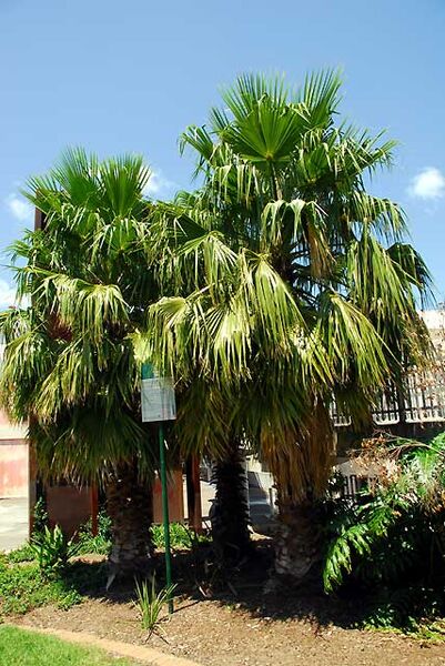 File:Washingtonia robusta04.jpg
