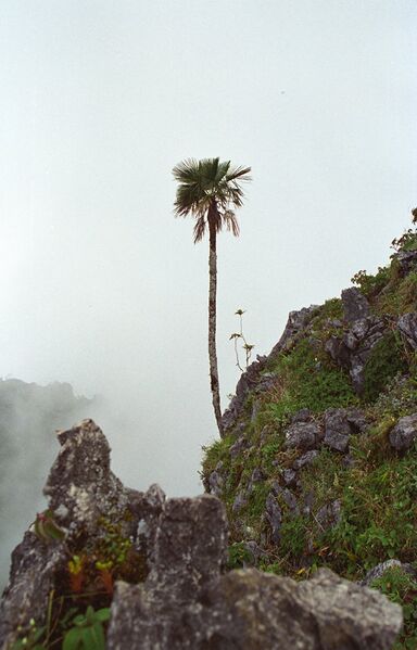 File:Trachycarpus oreophilus10.jpg