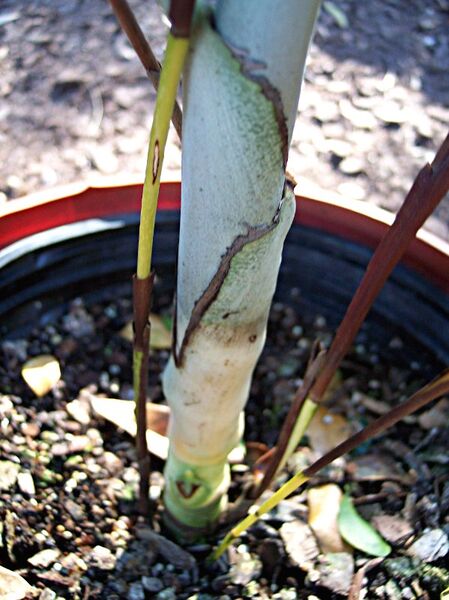 File:Chamaedorea adscendens03.jpg