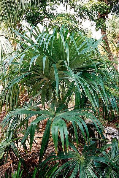 File:Cryosophila albidaL-01.jpg