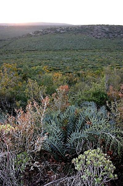File:Encephalartos horridusC.jpg