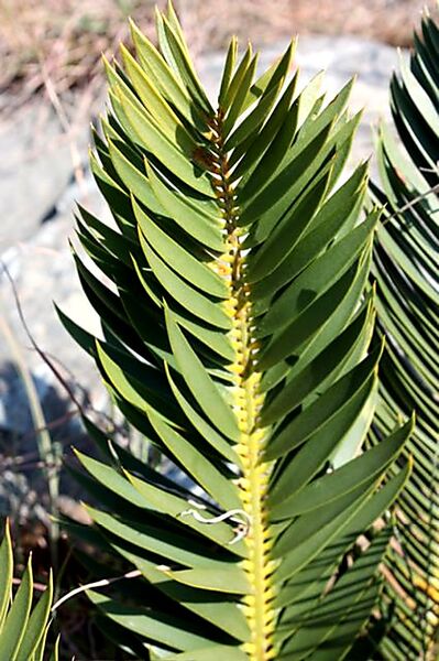 File:Encephalartos caffer03.jpg