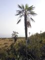 Thumbnail for version as of 09:07, 9 June 2024