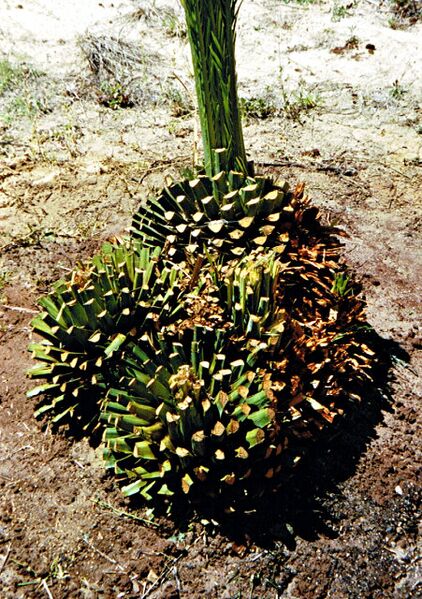 File:Macrozamia johnsonii14.jpg