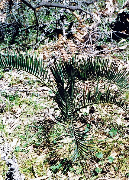 File:Macrozamia secunda.jpg