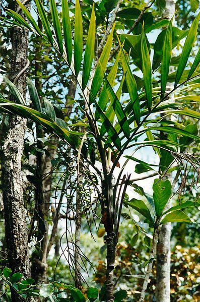 File:Brongniartikentia lanuginosaL-01.jpg