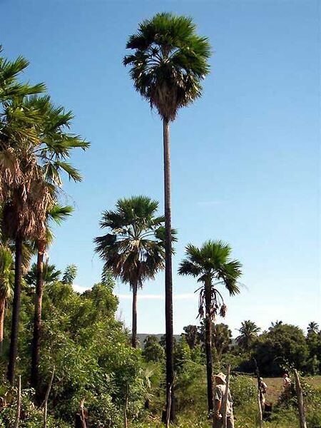 File:Copernicia berteroana03.jpg