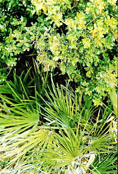 File:Chamaerops humilis05.jpg