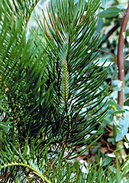 File:Macrozamia heteromera02.jpg