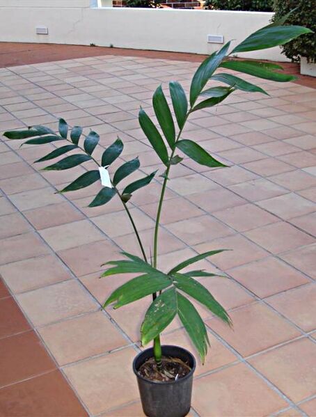File:Chamaedorea pedunculata.jpg