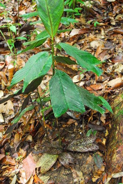 File:Pinanga veitchii.jpg