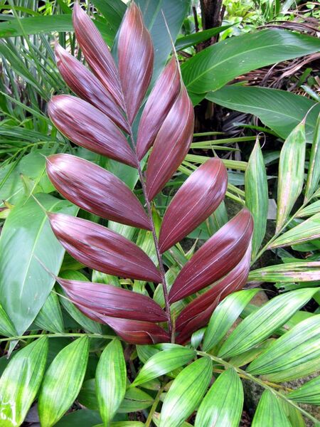 File:Calyptrocalyx pachystachys04.jpg
